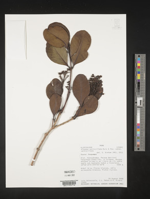 Alzatea verticillata image