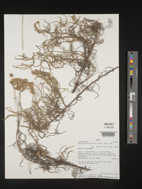 Achyrocline satureioides image