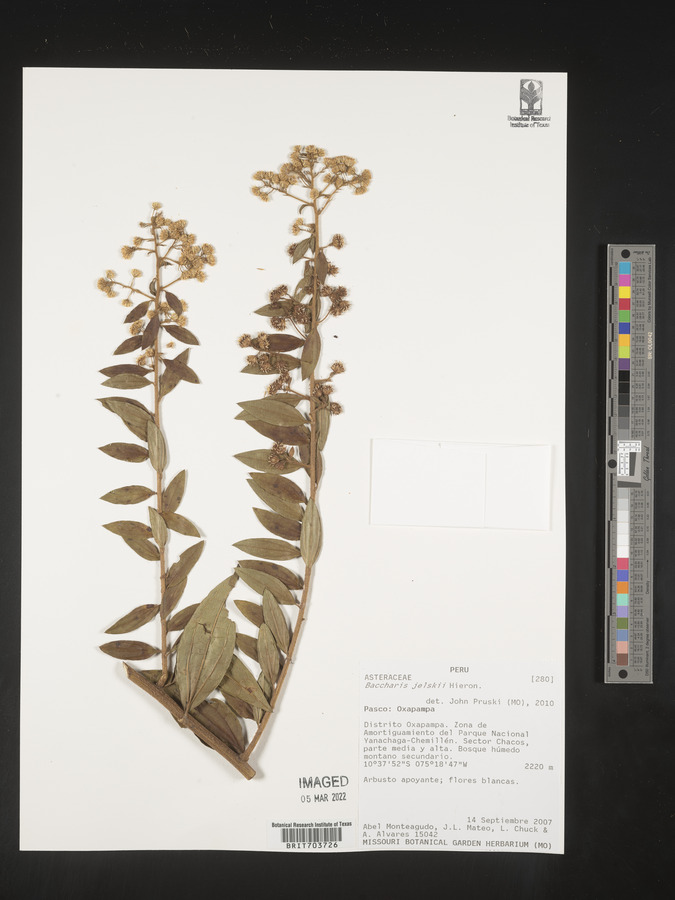 Baccharis decussata image