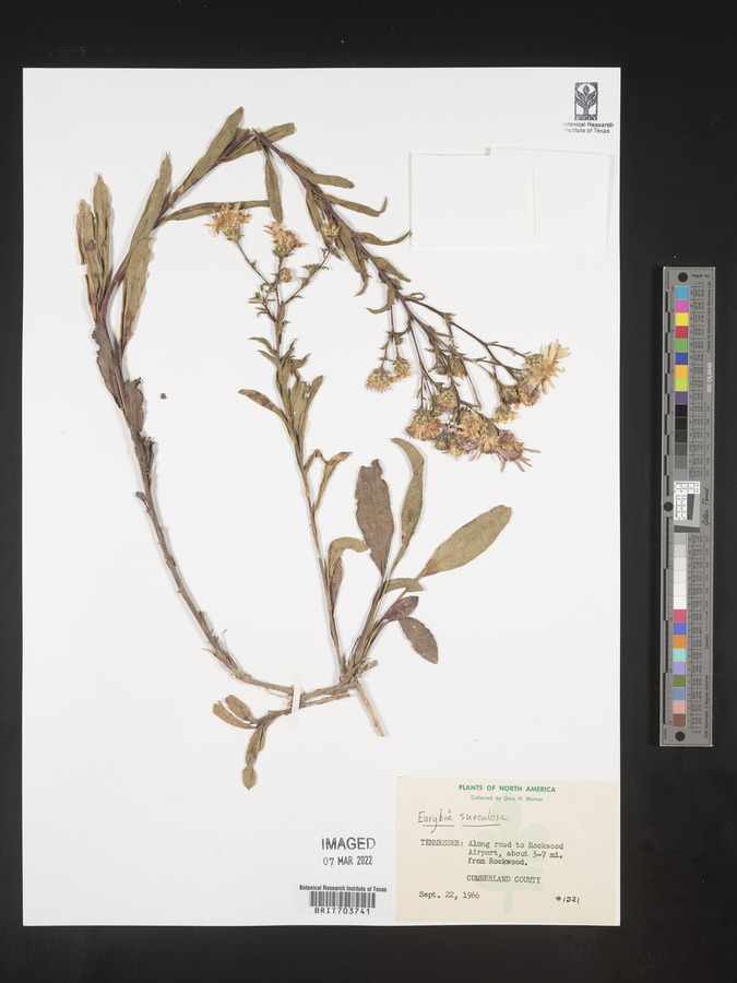 Eurybia surculosa image