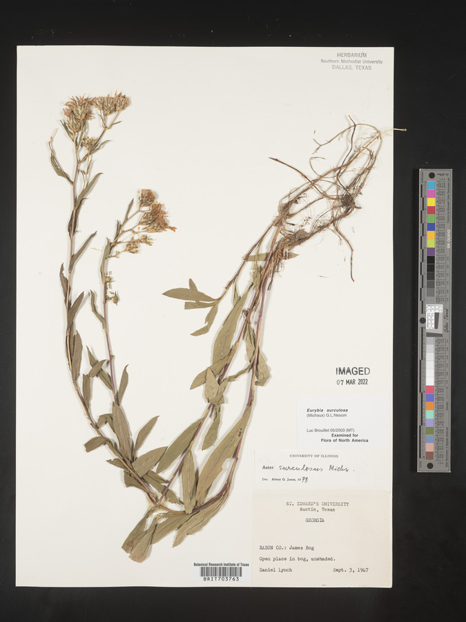 Eurybia surculosa image