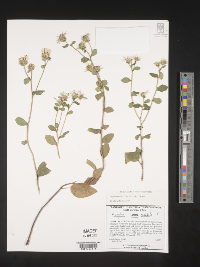 Eurybia mirabilis image