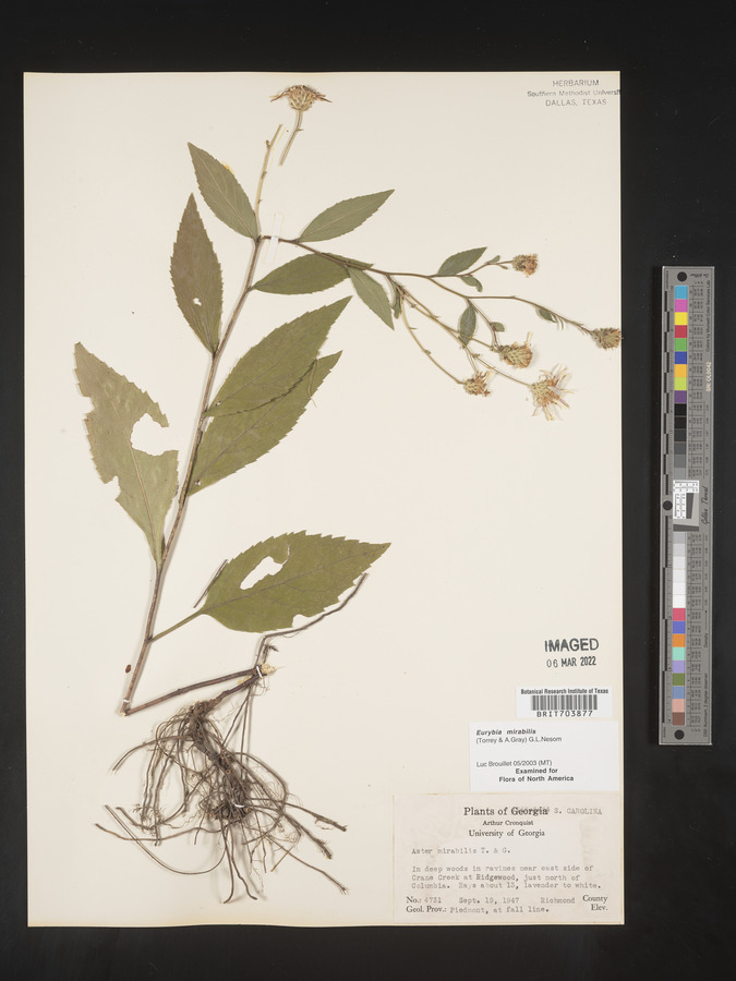 Eurybia mirabilis image