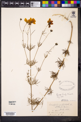 Cosmos crithmifolius image