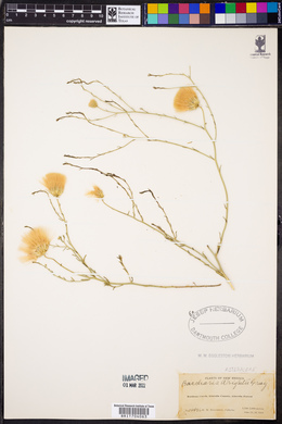 Baccharis wrightii image