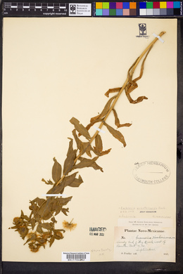 Ambrosia acanthicarpa image
