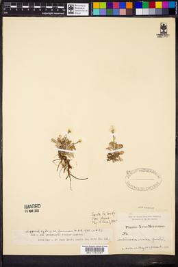 Antennaria dioica image