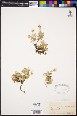 Antennaria marginata image