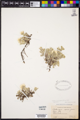 Antennaria parvifolia image