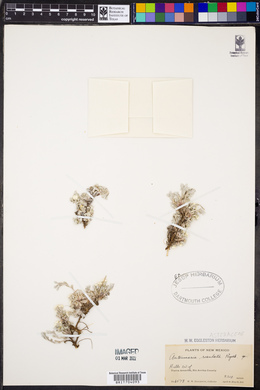 Antennaria rosulata image