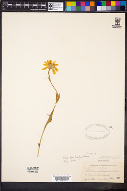 Arnica alpina image