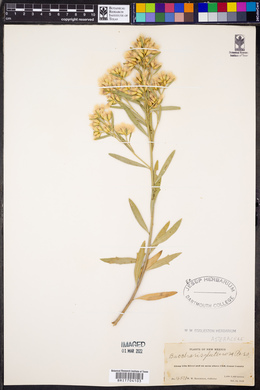 Baccharis salicifolia image