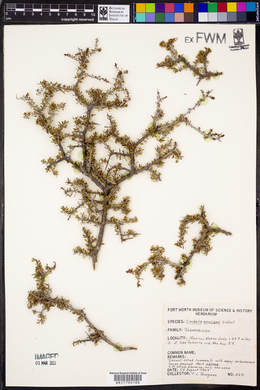 Condalia mexicana image