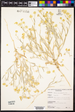 Baileya pauciradiata image