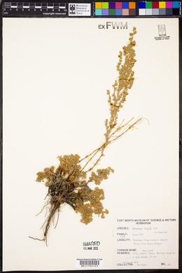 Artemisia frigida image