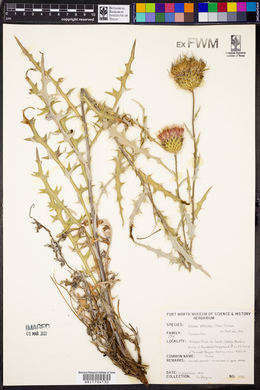 Cirsium wheeleri image