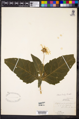 Silphium perfoliatum image