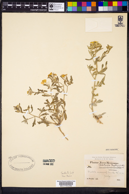 Psilostrophe tagetina image