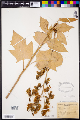 Nabalus albus image