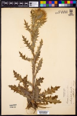 Cirsium pumilum image