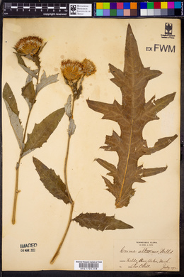 Cirsium altissimum image