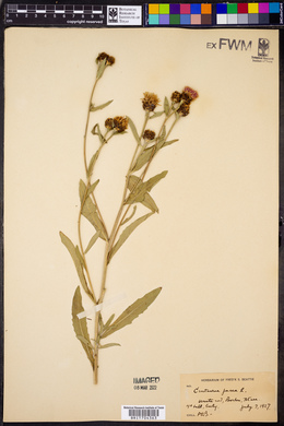 Centaurea jacea image