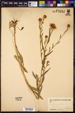 Centaurea jacea image