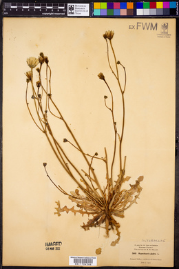 Hypochaeris glabra image