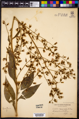 Lactuca floridana image