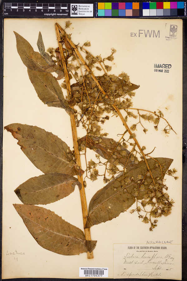 Lactuca leucophaea image