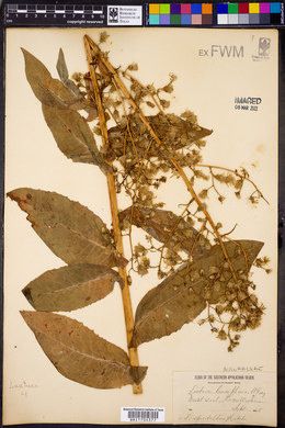 Lactuca leucophaea image