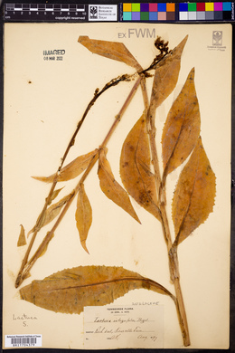 Lactuca integrifolia image