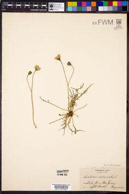 Leontodon autumnalis image
