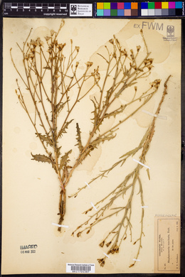 Stephanomeria runcinata image