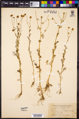 Chamaemelum nobile image