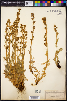 Artemisia norvegica image