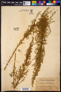 Artemisia abrotanum image