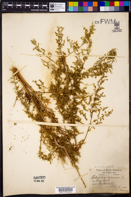 Artemisia annua image