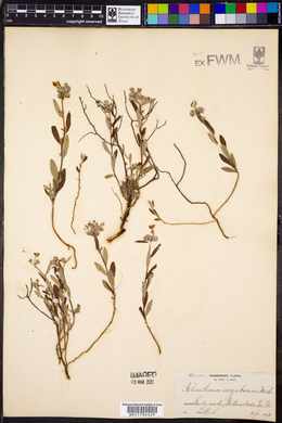 Helianthemum corymbosum image