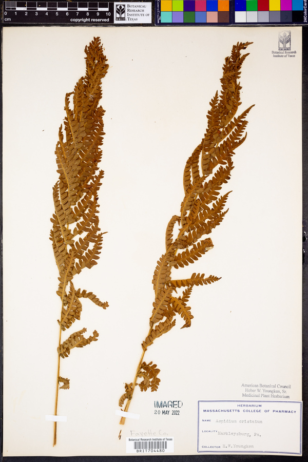 Aspidium cristatum image