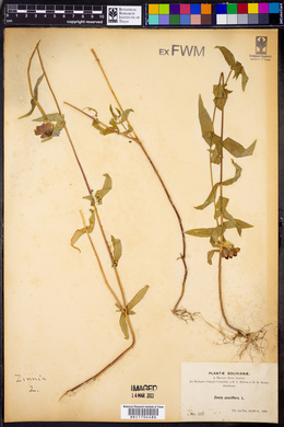 Zinnia peruviana image