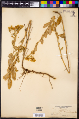 Tanacetum balsamita image