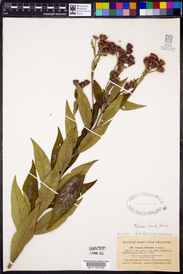 Vernonia × illinoensis image