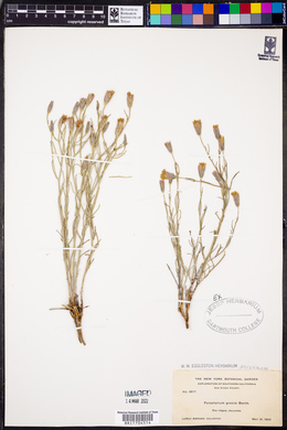 Porophyllum gracile image