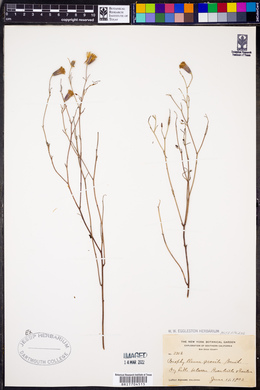 Porophyllum gracile image