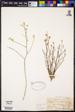 Acourtia microcephala image
