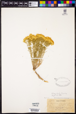Bigelowia douglasii image