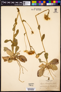 Erigeron bellidifolius image