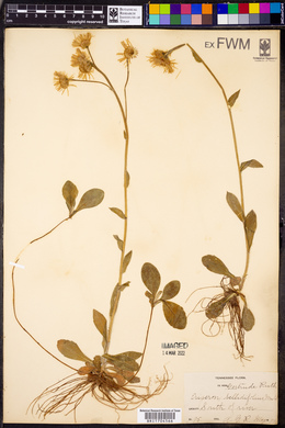 Erigeron bellidifolius image