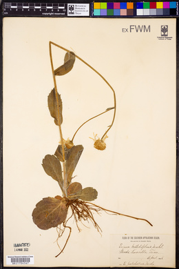 Erigeron bellidifolius image